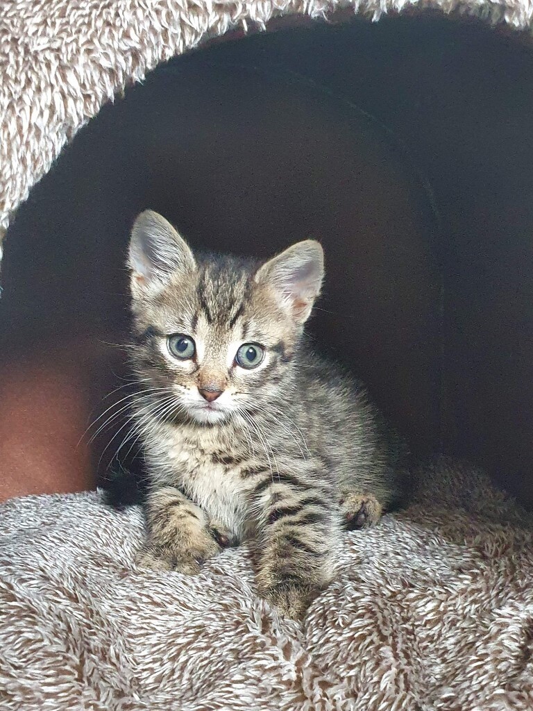 kittens for sale near me gumtree